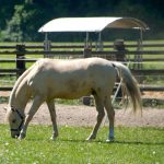 Juli-Challenge: Pferde Fotovorlagen für jeden Tag
