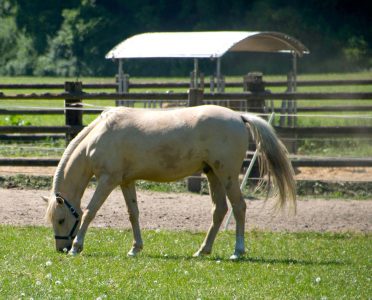 Juli Challenge: Pferde Fotovorlagen für 31 Tage