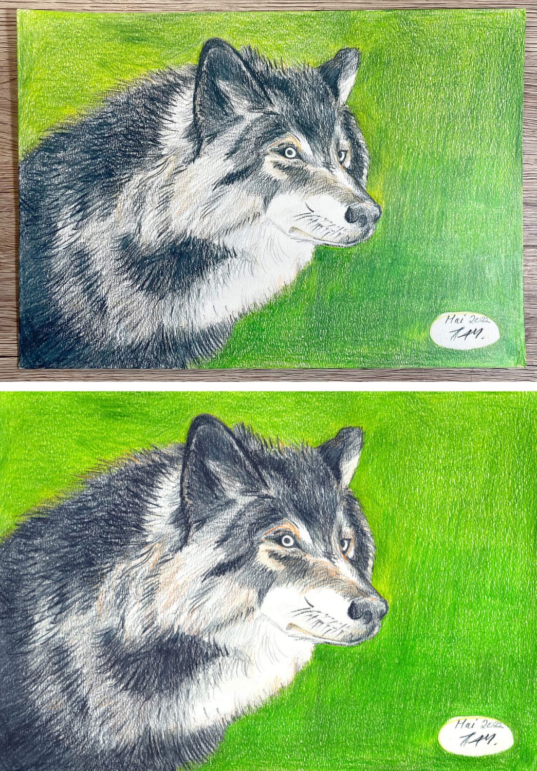 Wolfportrait zeichnen: Fertige Buntstiftzeichnung