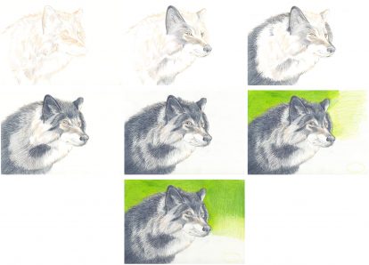 Wolfportrait zeichnen: Einzelne Schritte Buntstiftkolorierung