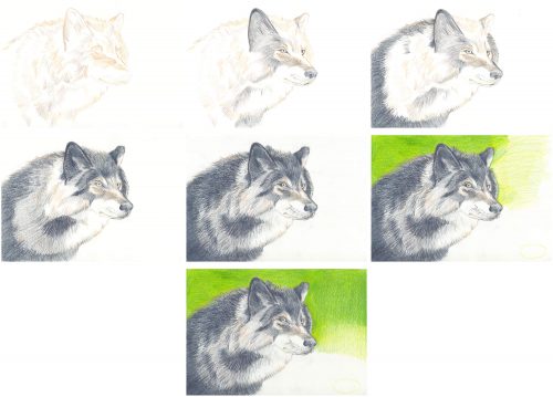 Wolfportrait zeichnen mit Magic Buntstiften