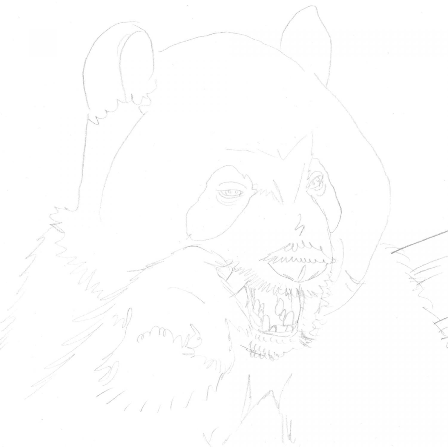 Panda zeichnen Bleistiftskizze