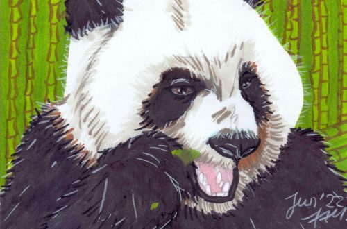 Panda zeichnen: Fertige Markerzeichnung