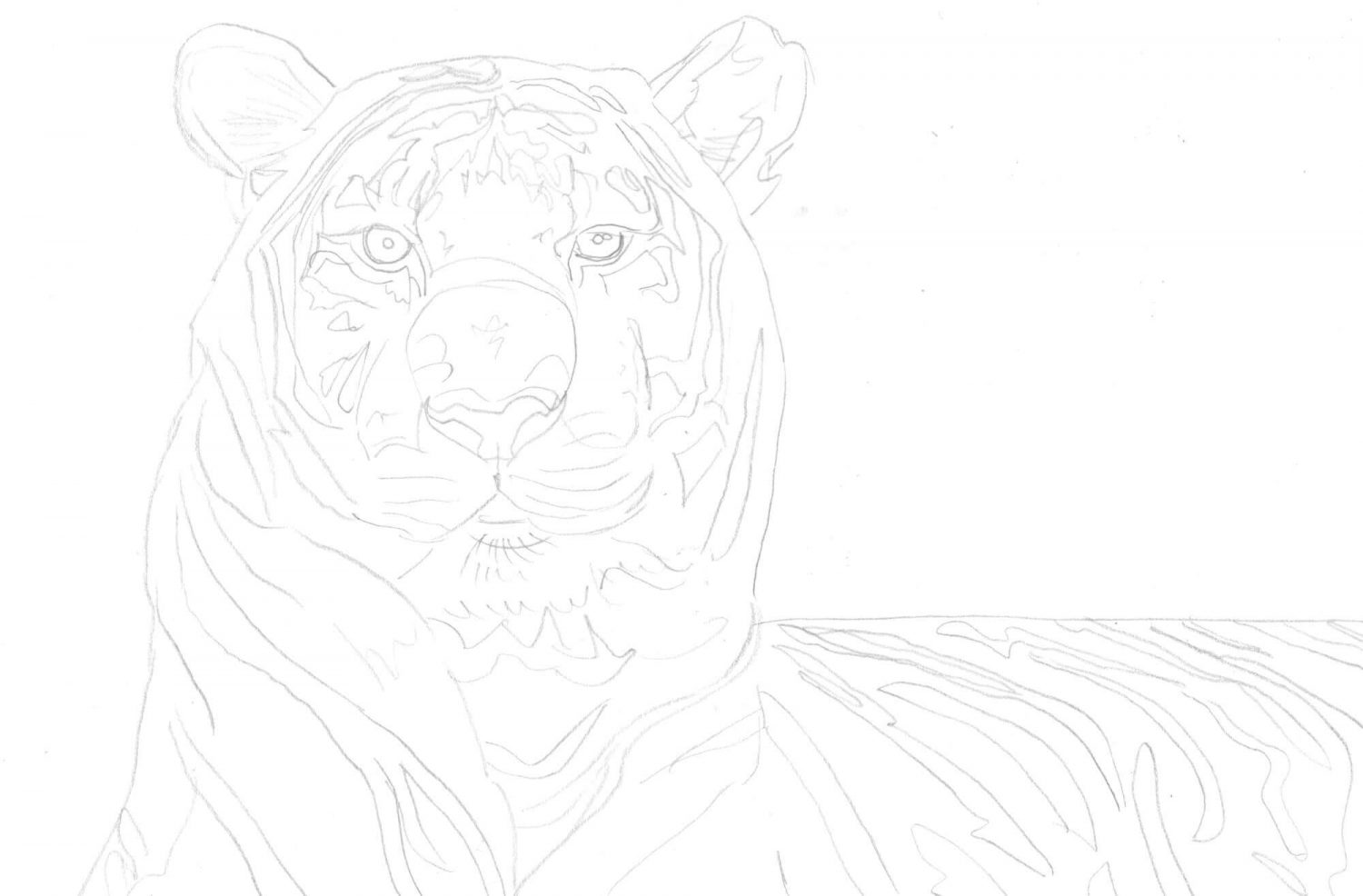 Tiger zeichnen Bleistiftskizze