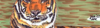 Tiger zeichnen: Fertige Markerzeichnung