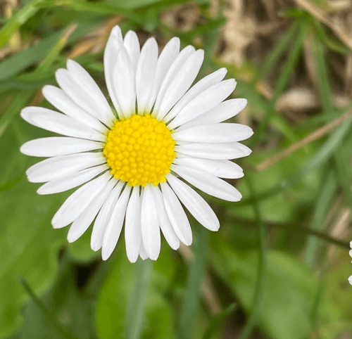 Sommerblumen Fotovorlagen zum Abzeichnen