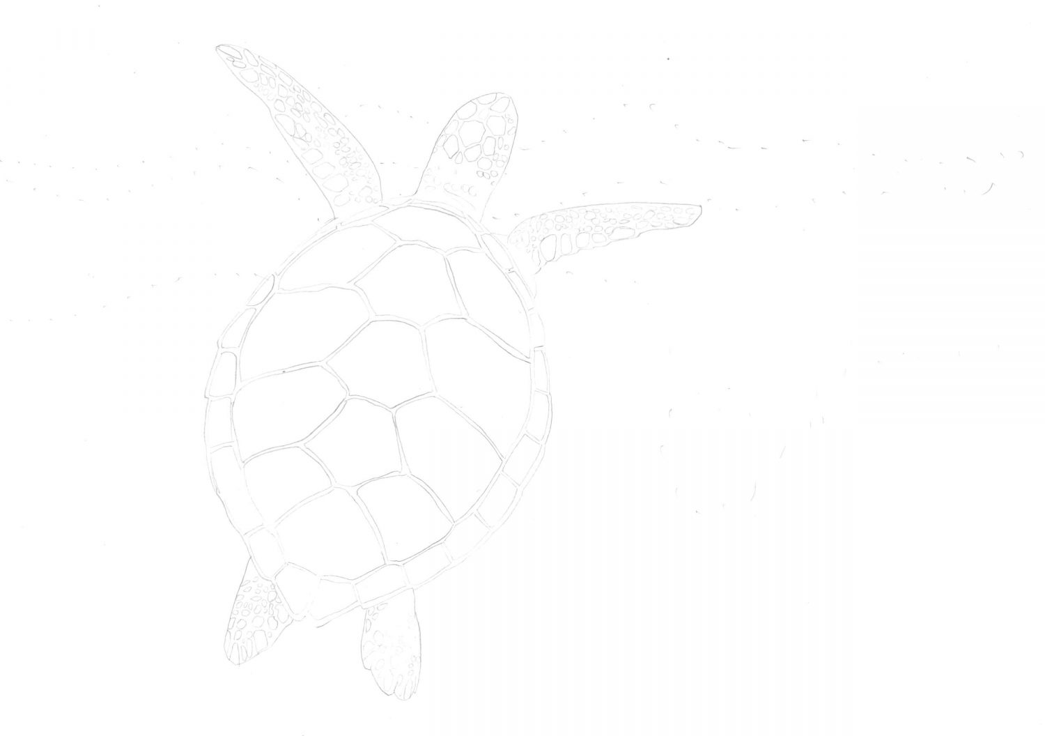 Bleistiftskizze: Meeresschildkröte an der Küste