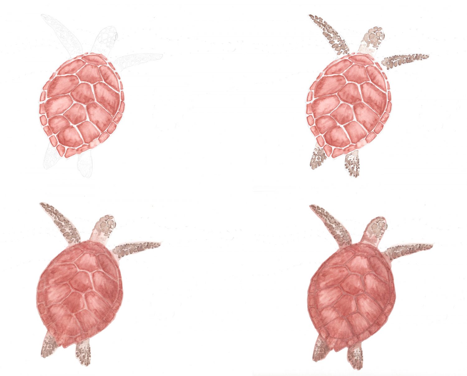 Meeresschildkröte mit Aquarellmarkern gemalt: Schritte 1