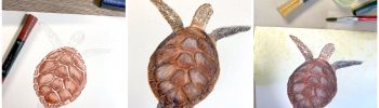 Meeresschildkröte mit Aquarellmarkern gemalt: Schritte 2