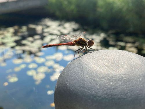 Libellen Fotovorlagen zum Abzeichnen