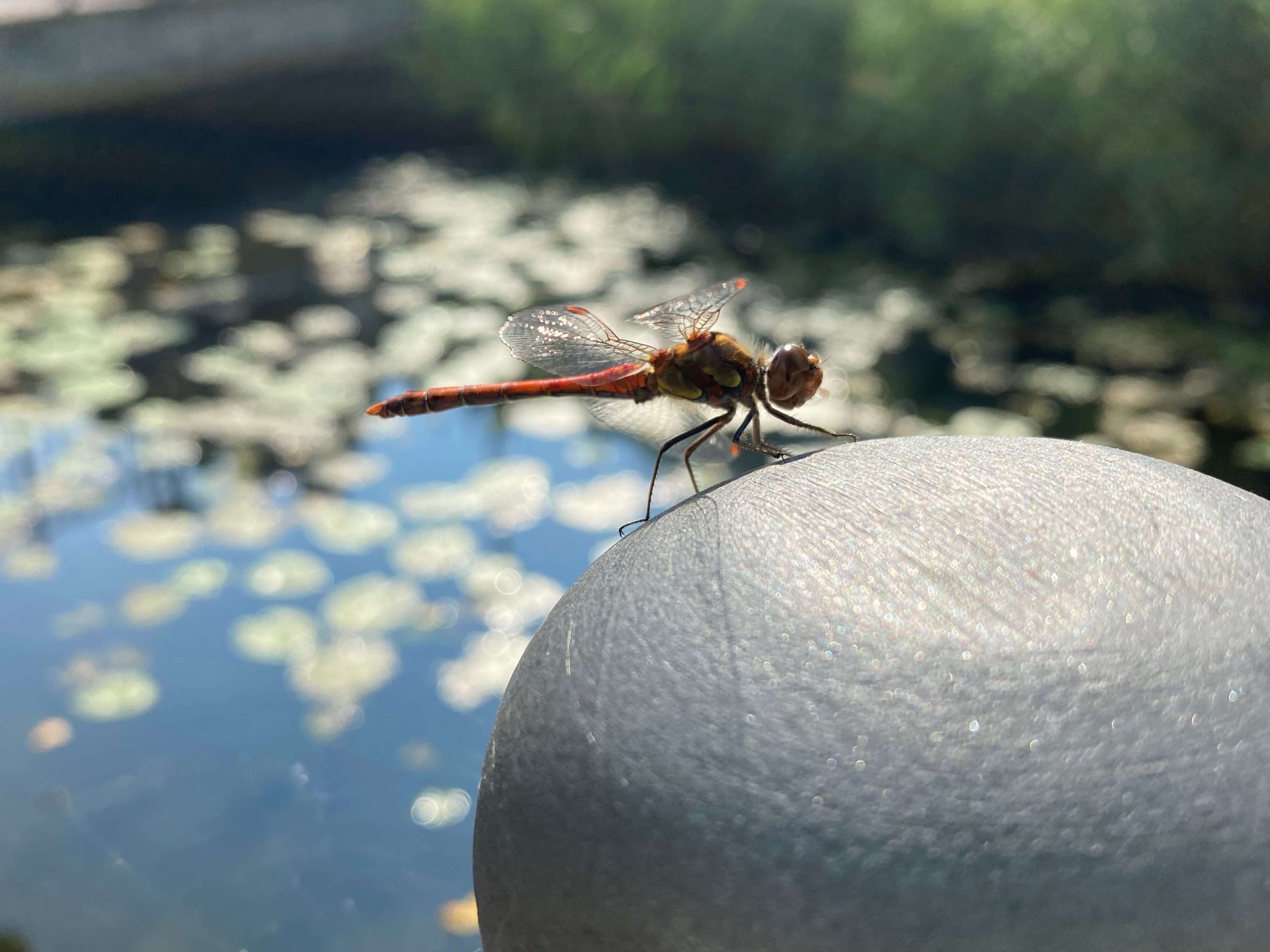 Libellen Fotovorlagen zum Abzeichnen Zeichenvorlagen 2
