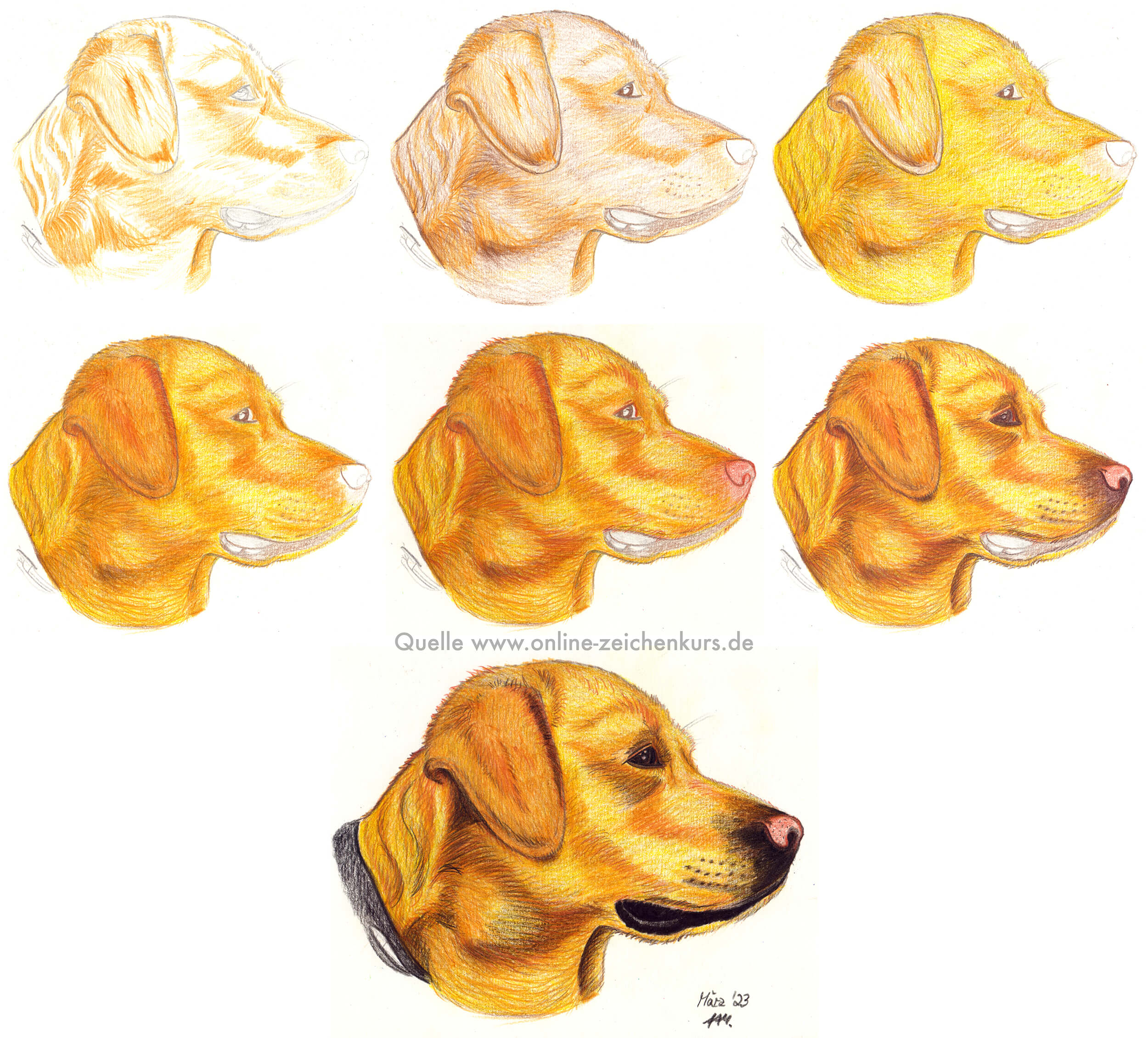 Golden Retriever zeichnen - Buntstiftkolorierung Schritte