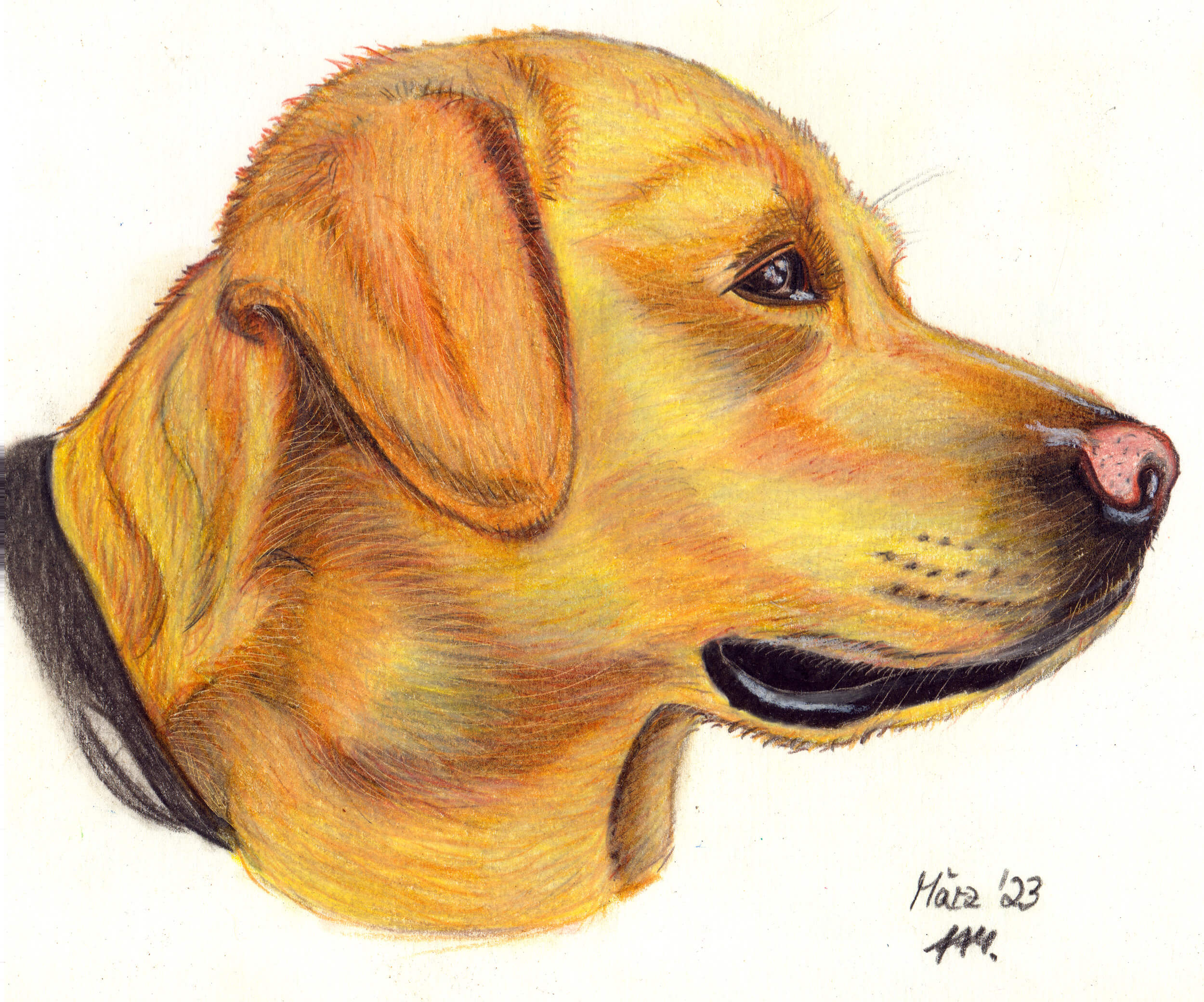 Golden Retriever - Hund Buntstiftkolorierung