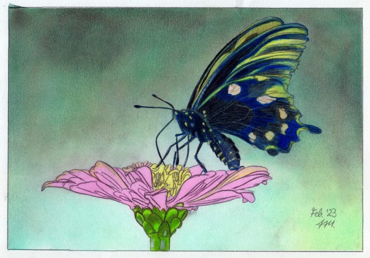 Schmetterling auf Blume: Kolorierung fertig