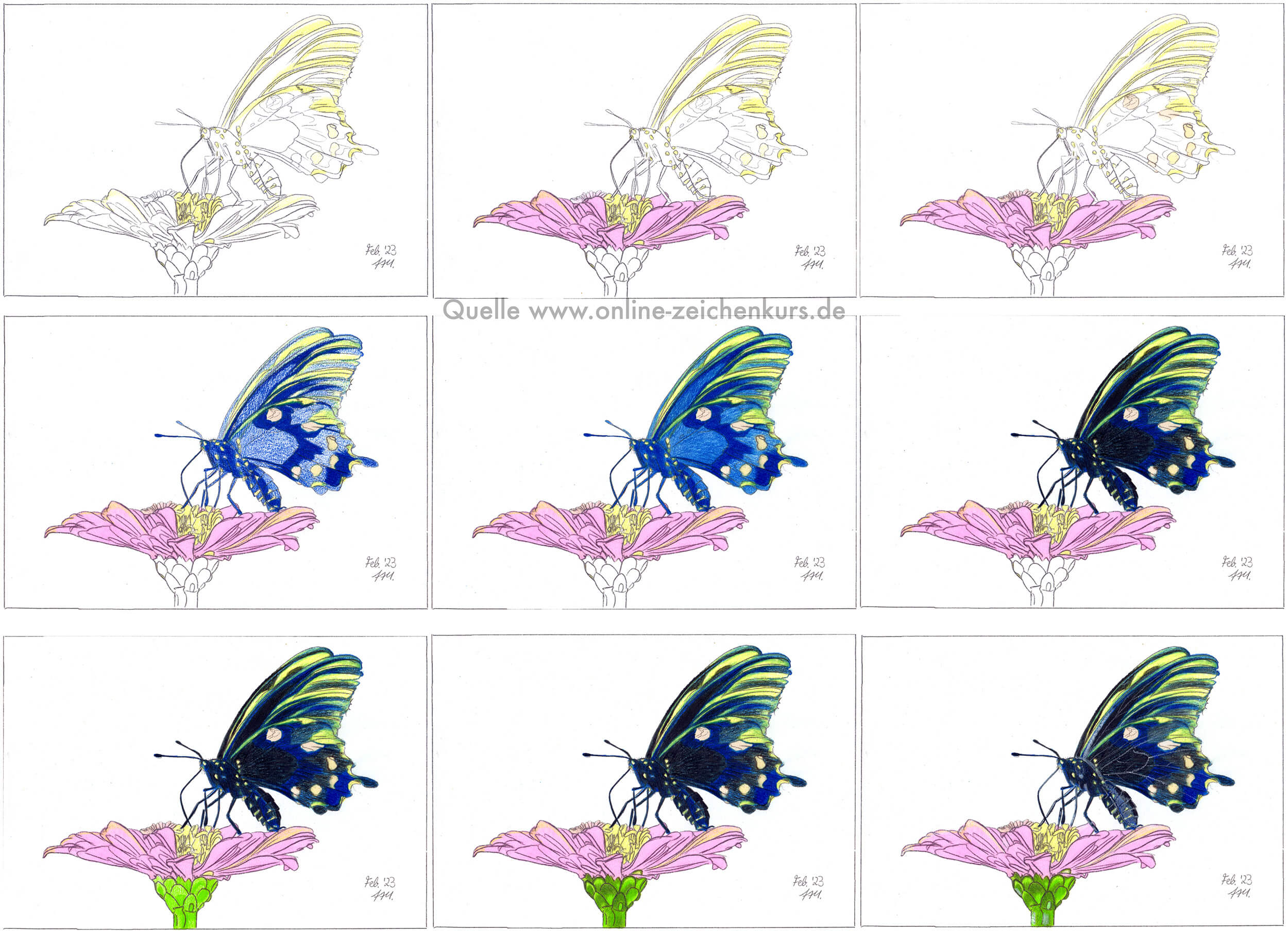 Schmetterling auf Blume: Kolorierung Schritt für Schritt