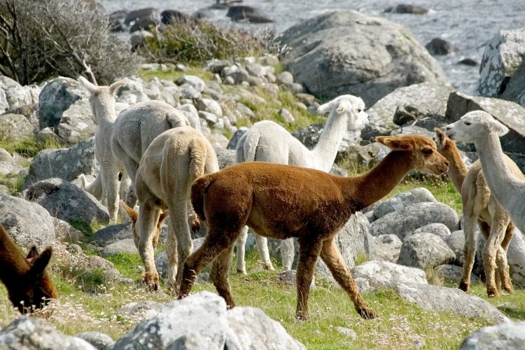 Herde Lamas 2