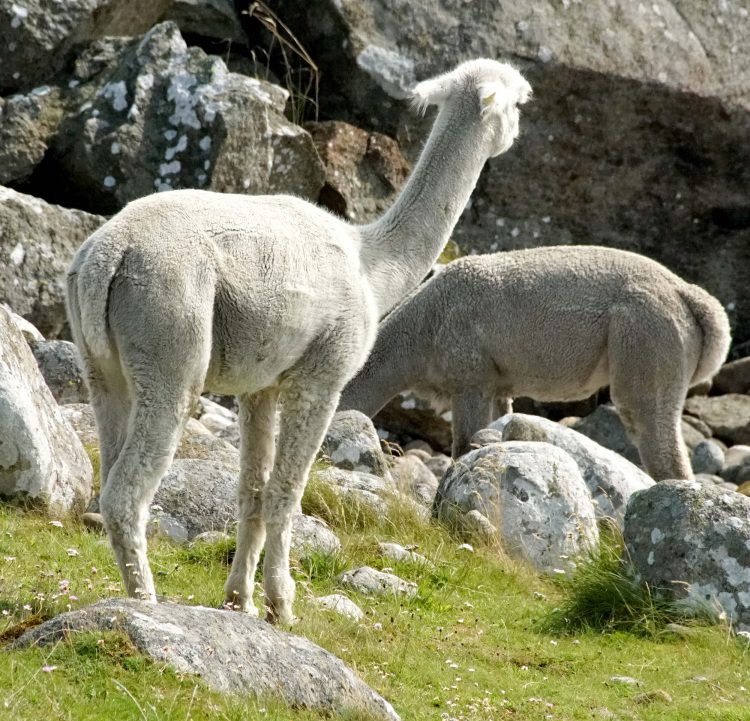Lama steht - von hinten 2