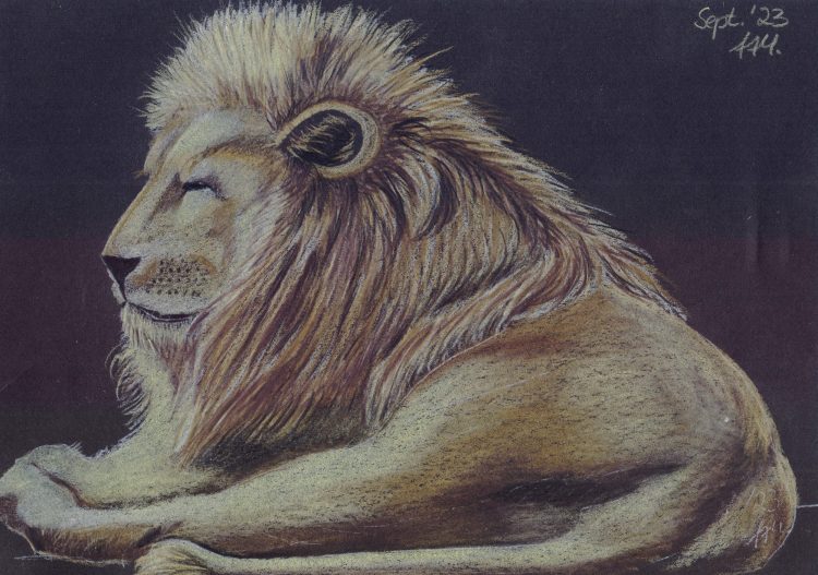 Löwe auf Schwarz zeichnen mit Procolour Buntstiften