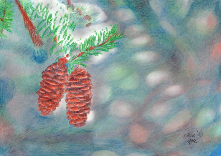 Tannenzapfen zeichnen mit Coloursoft Buntstiften