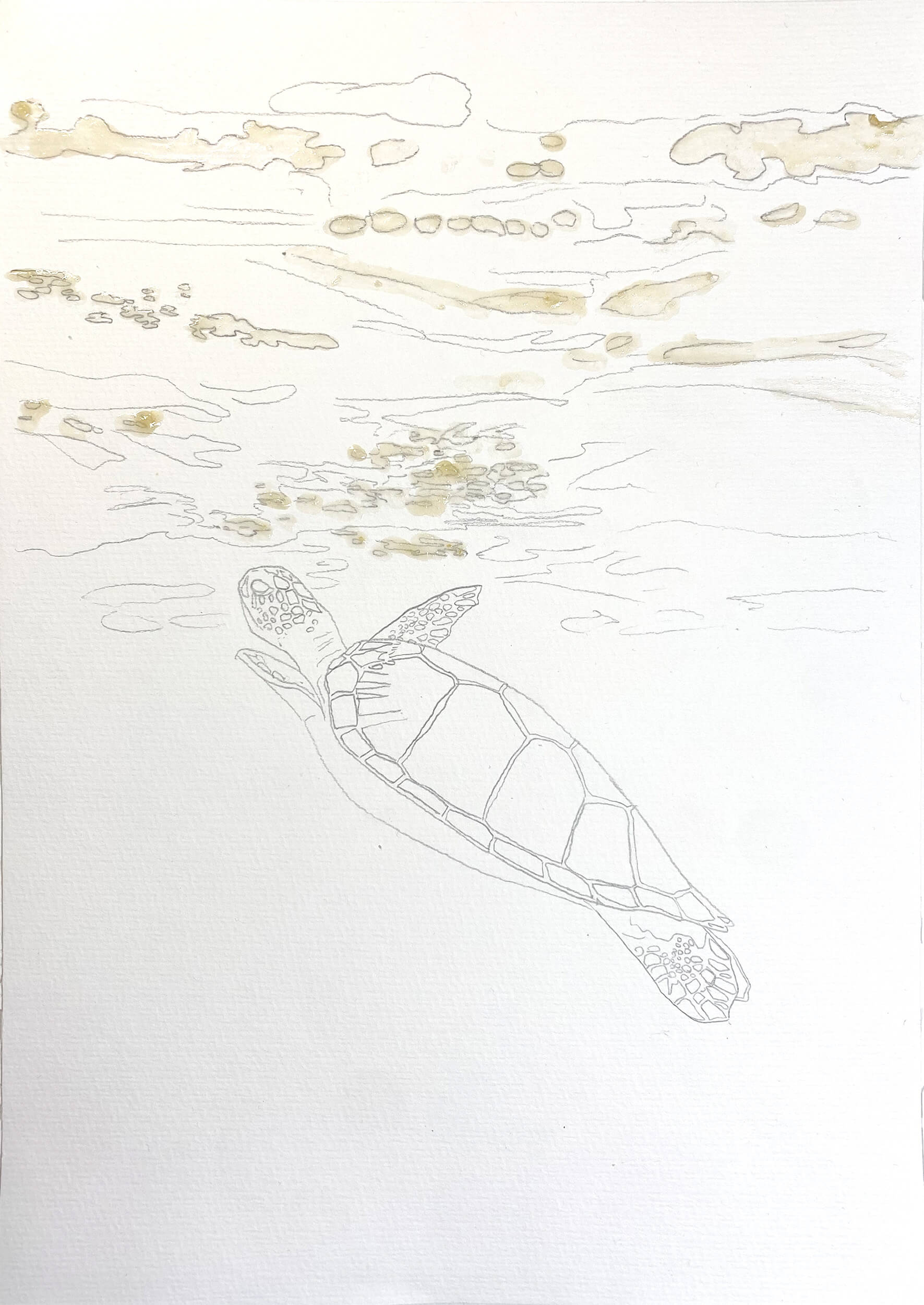 Bleistiftskizze Meeresschildkröte mit Rubbelkrepp