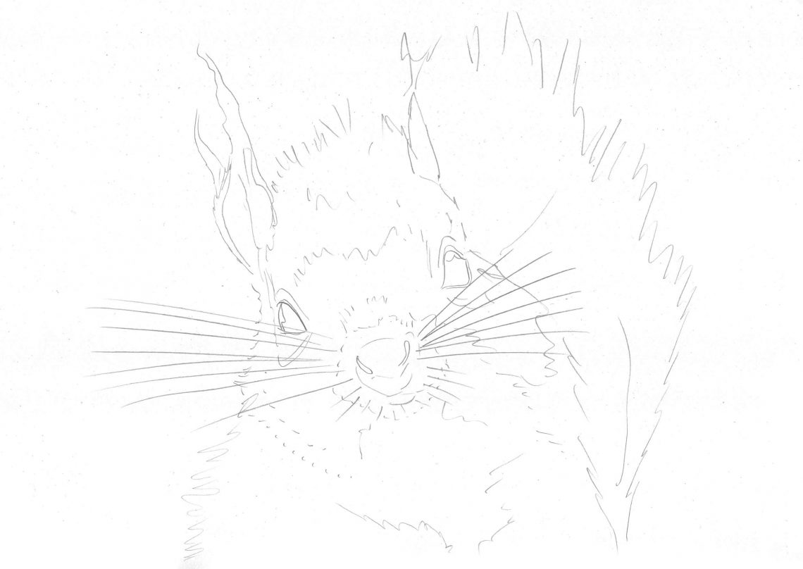  Eichhörnchen zeichnen mit Coloursoft Buntstiften Bildidee 