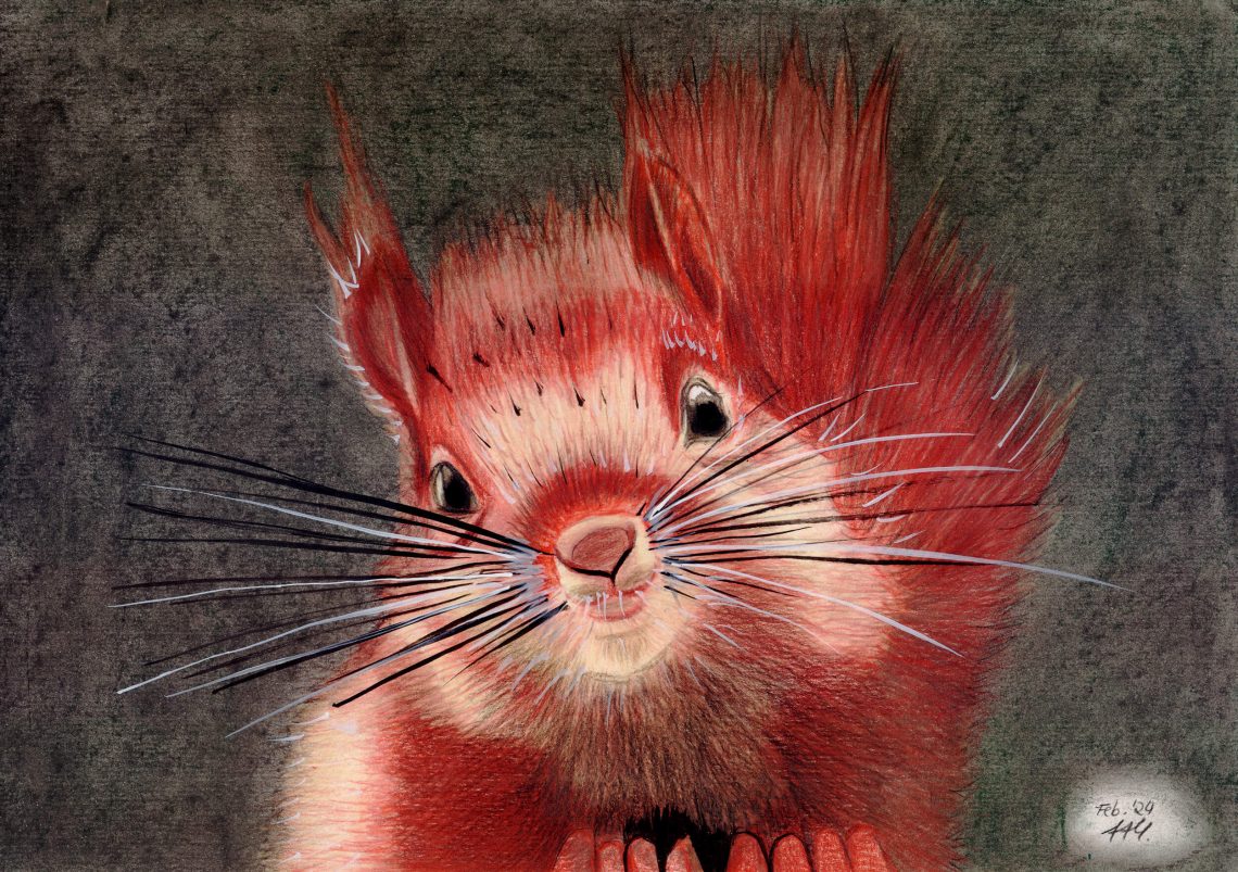 Eichhörnchen zeichnen: Fertige Buntstiftkolorierung