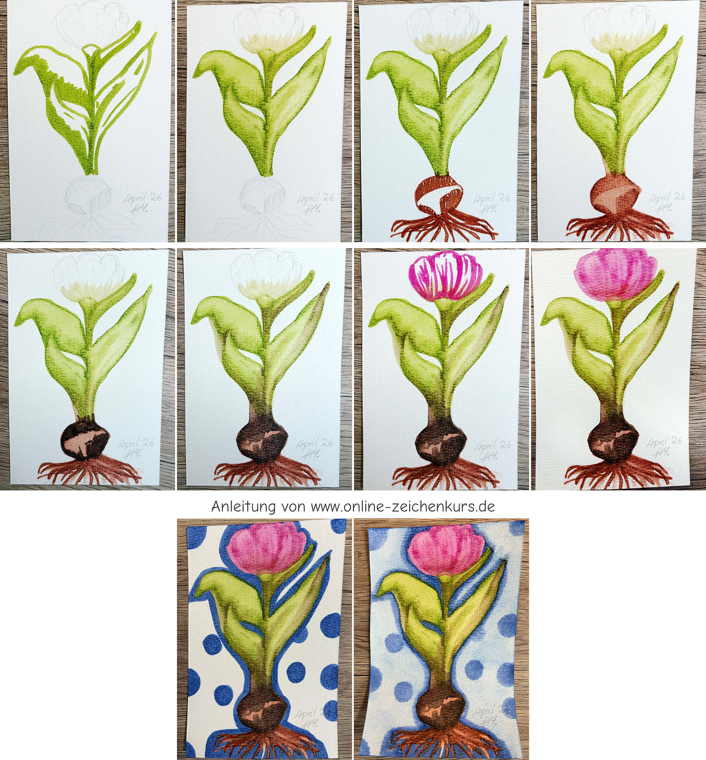 Tulpe mit Zwiebel Kolorierung Schritt für Schritt