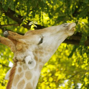 Kopf einer Giraffe in den Blättern - Giraffen Fotovorlagen zum Abzeichnen