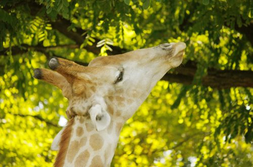 Kopf einer Giraffe in den Blättern - Giraffen Fotovorlagen zum Abzeichnen