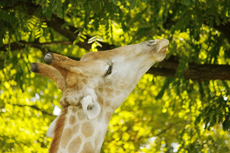 Giraffen Fotovorlagen zum Abzeichnen