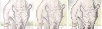 Nashorn Aquarellkolorierung Schritt für Schritt