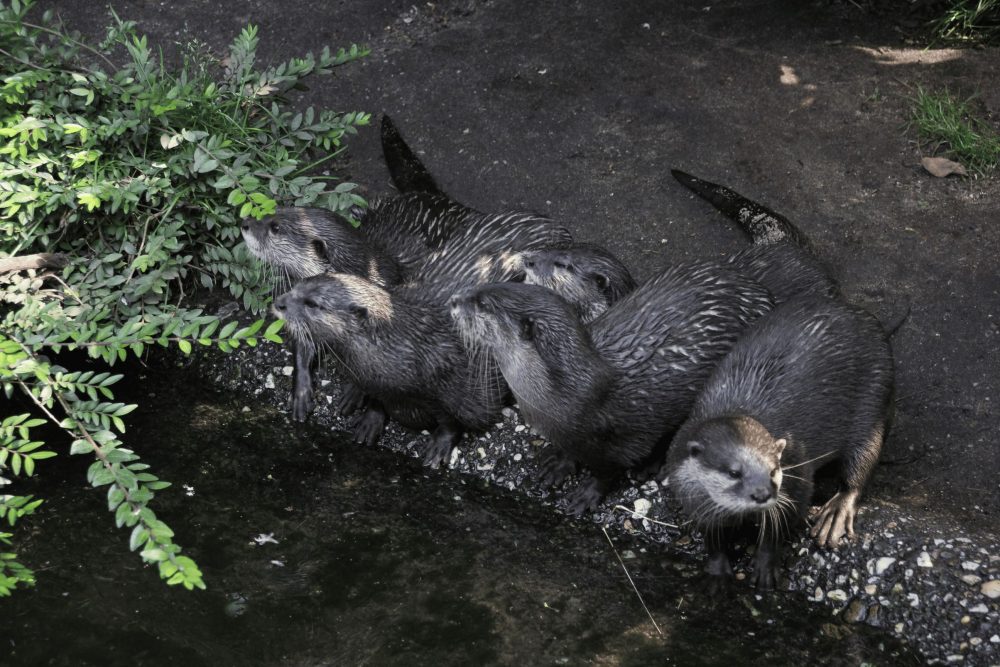 Ottergruppe im Zoo schaut neugierig am Wasserufer