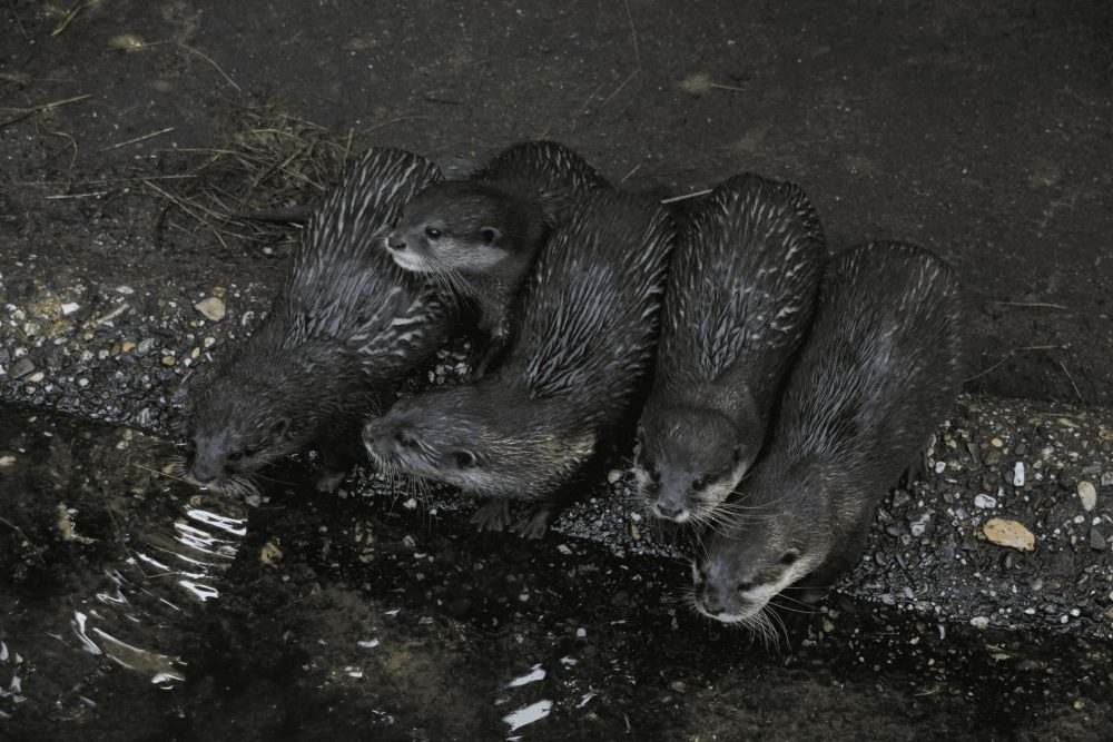 Otter sitzen neugierig am Rand des Teiches