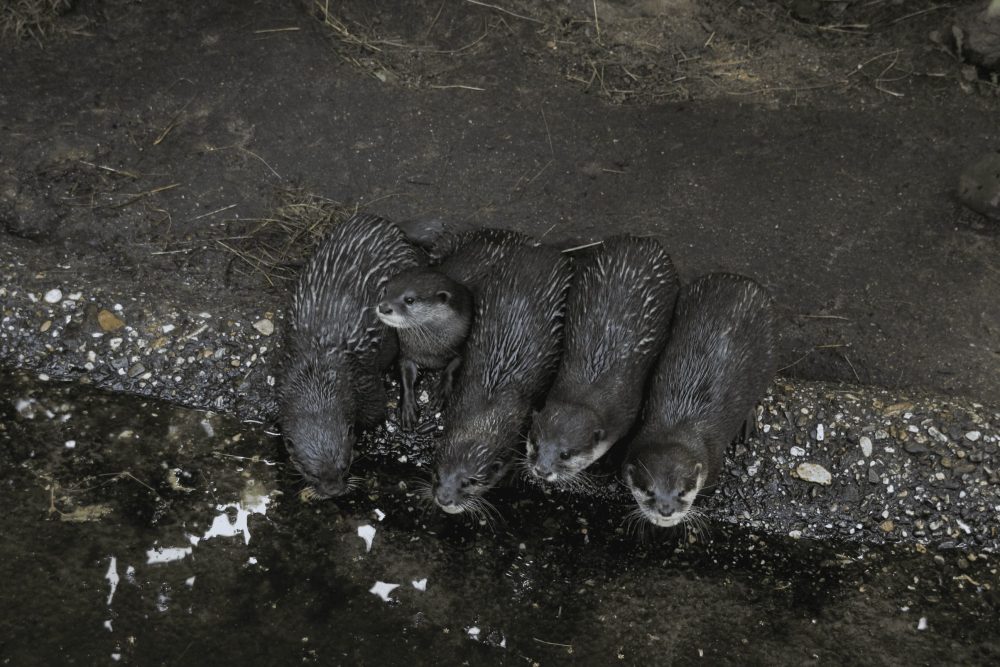 Zoo-Ottergruppe am Wasserbecken