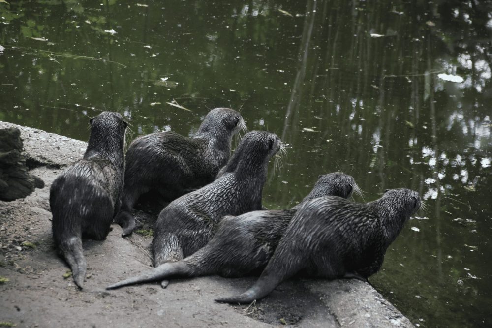 Gruppe Otter am Gewässerrand blickt erwartungsvoll