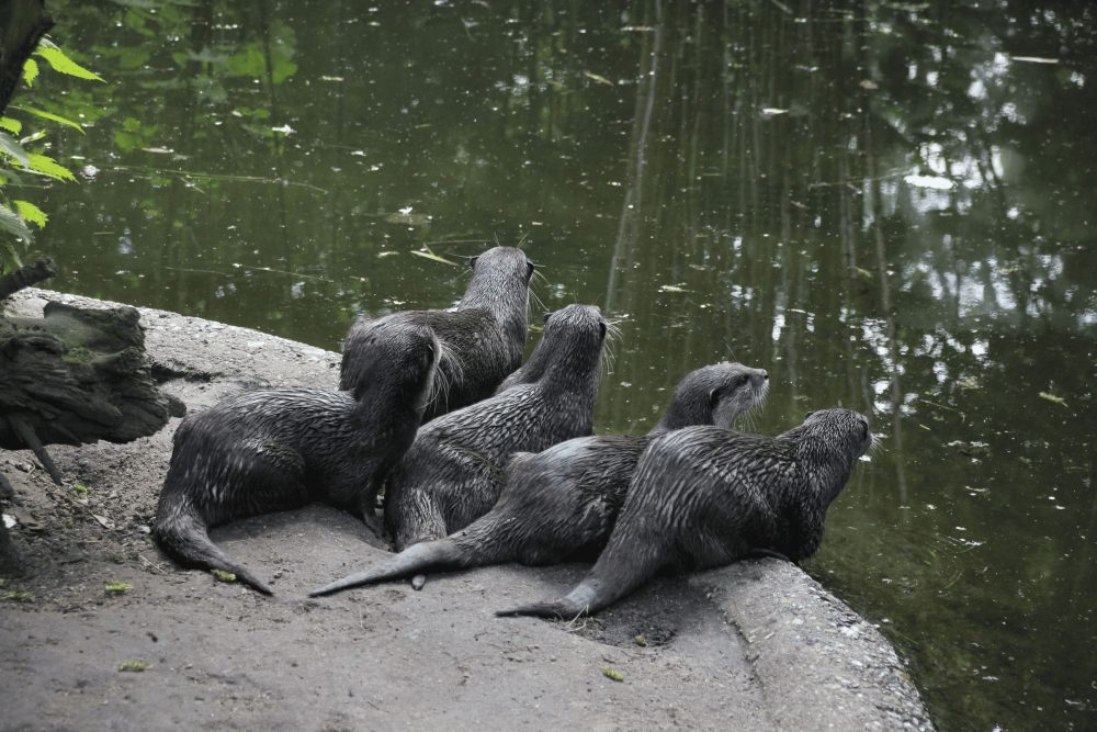 Zoo-Otter beobachten neugierig das Geschehen