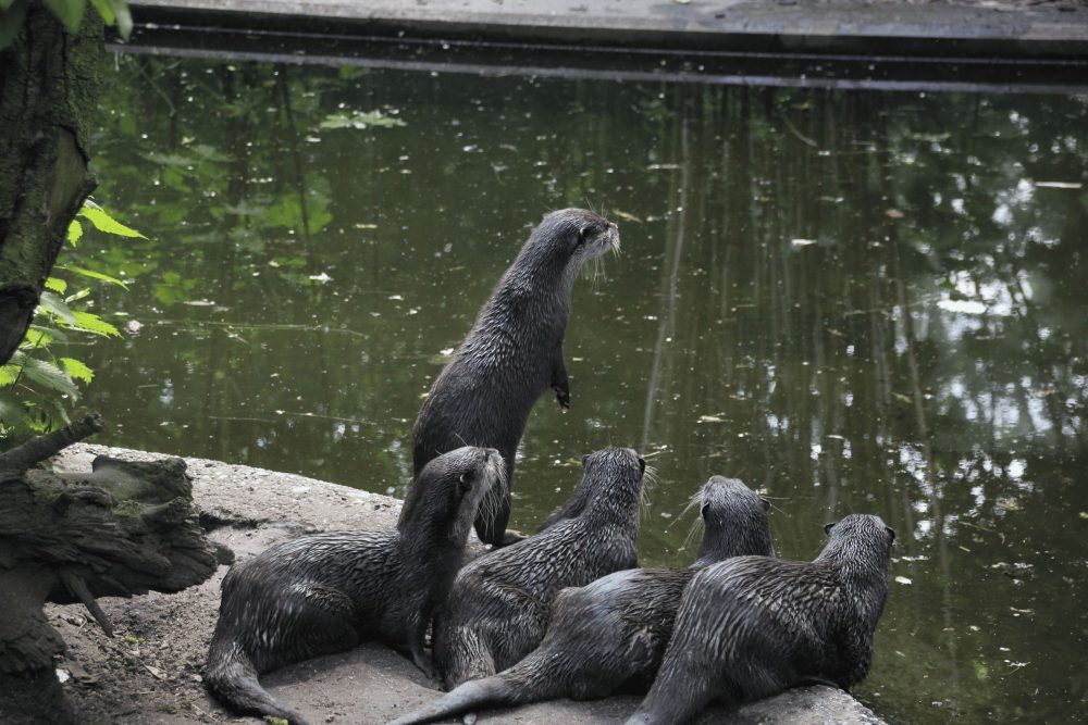 Gruppe Otter blickt erwartungsvoll ans Ufer