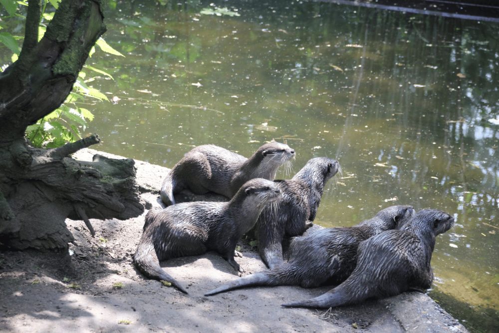 Ottergruppe am Wasser mit Blick auf den Fotografen
