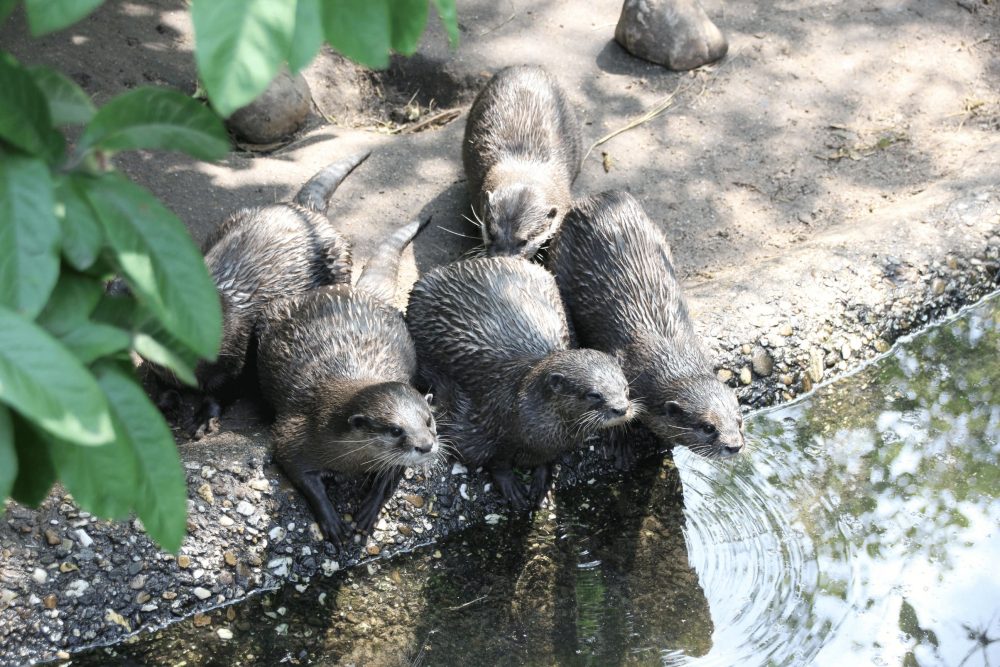 Otter wartet still am Wasser auf Futter