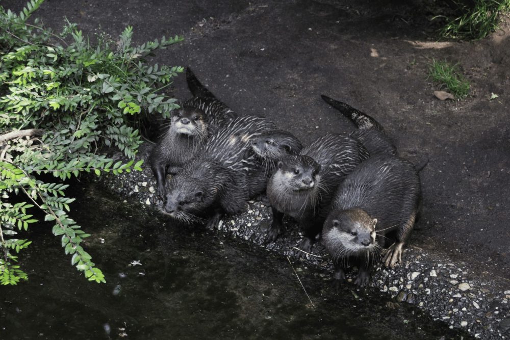 Ottergruppe im Zoo wartet gespannt auf Futter