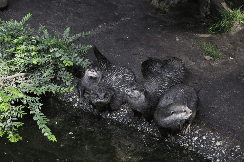 Otter am Ufer blicken gespannt Richtung Kamera