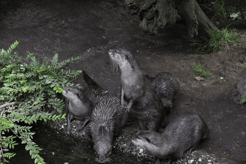 Ottergruppe im Zoo am kleinen Gewässer