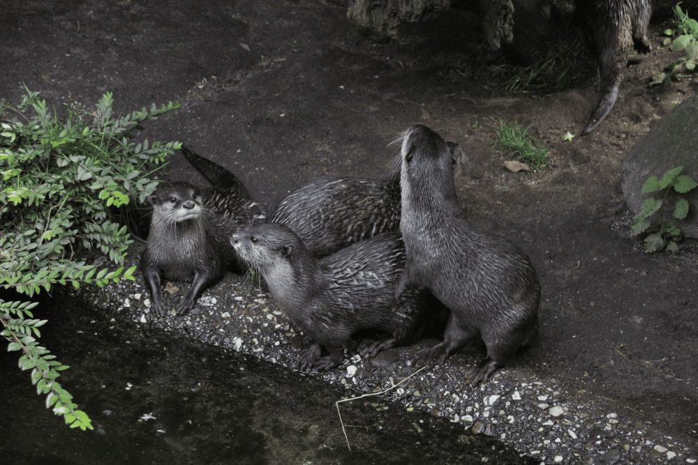 Otter beobachten neugierig ihre Umgebung
