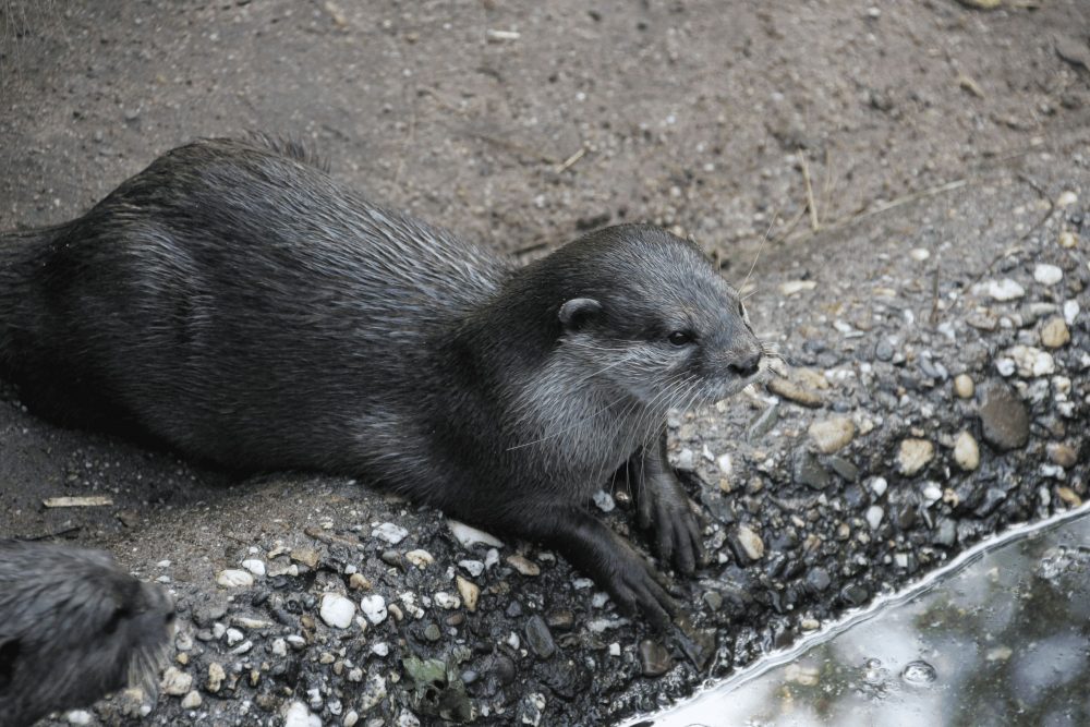 Einzelner Otter sitzt am Wasserbecken im Zoo