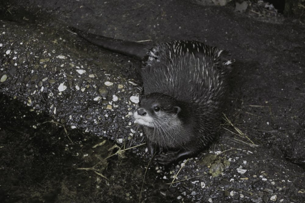 Otter am Wasser blickt neugierig in die Ferne