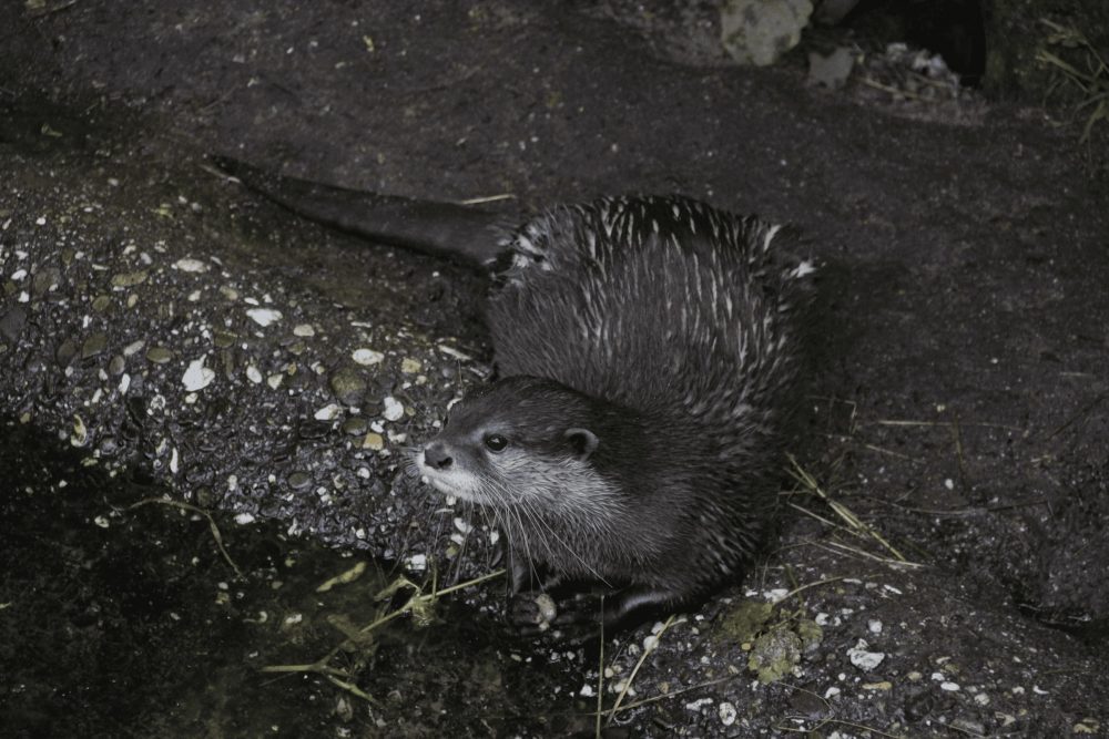 Otter hockt am Wasser mit gespannter Haltung
