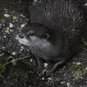 Einzelner Otter sitzt ruhig am Ufer im Zoo
