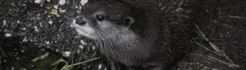 Einzelner Otter sitzt ruhig am Ufer im Zoo
