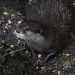 Einzelner Otter sitzt ruhig am Ufer im Zoo