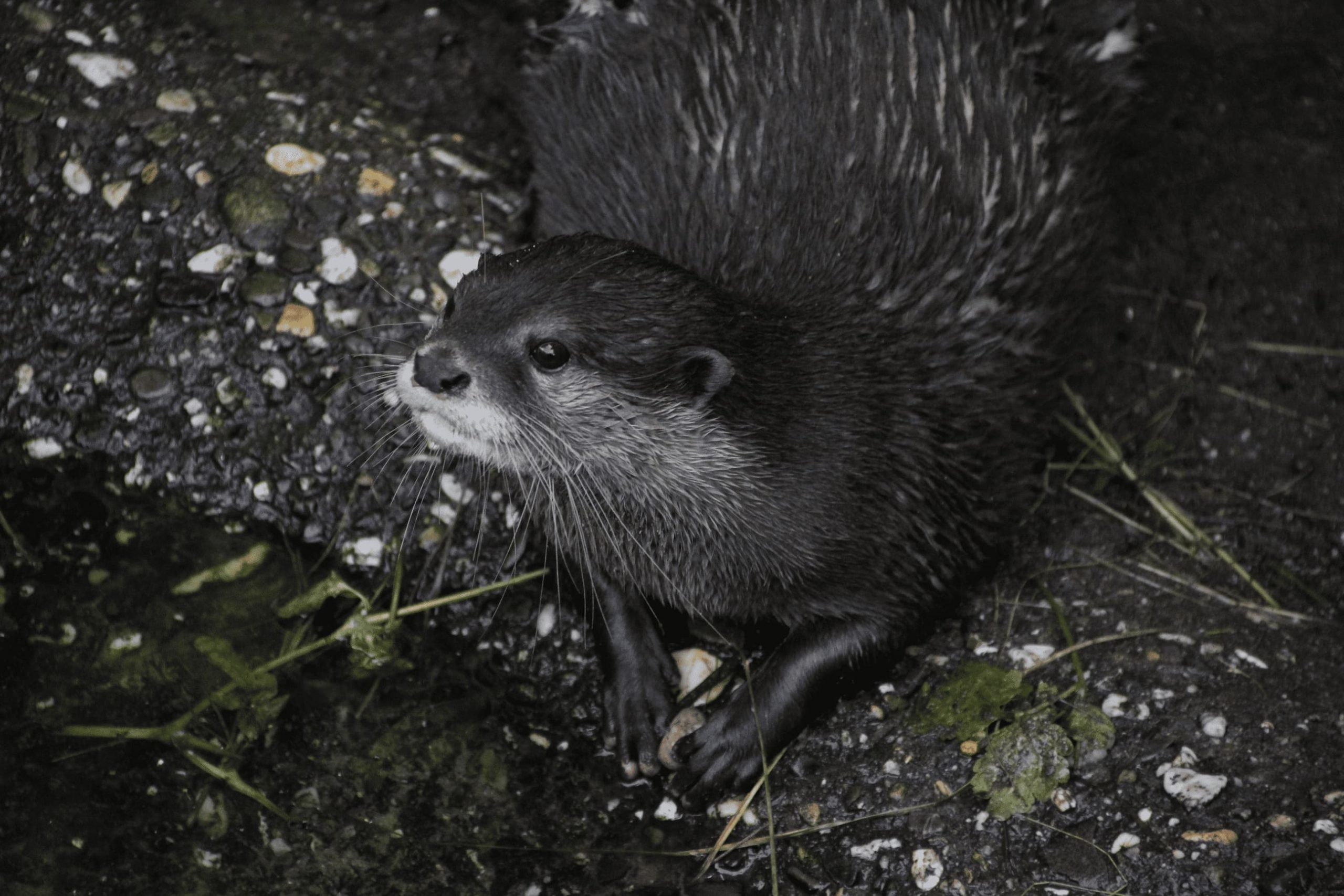 Einzelner Otter sitzt ruhig am Ufer im Zoo